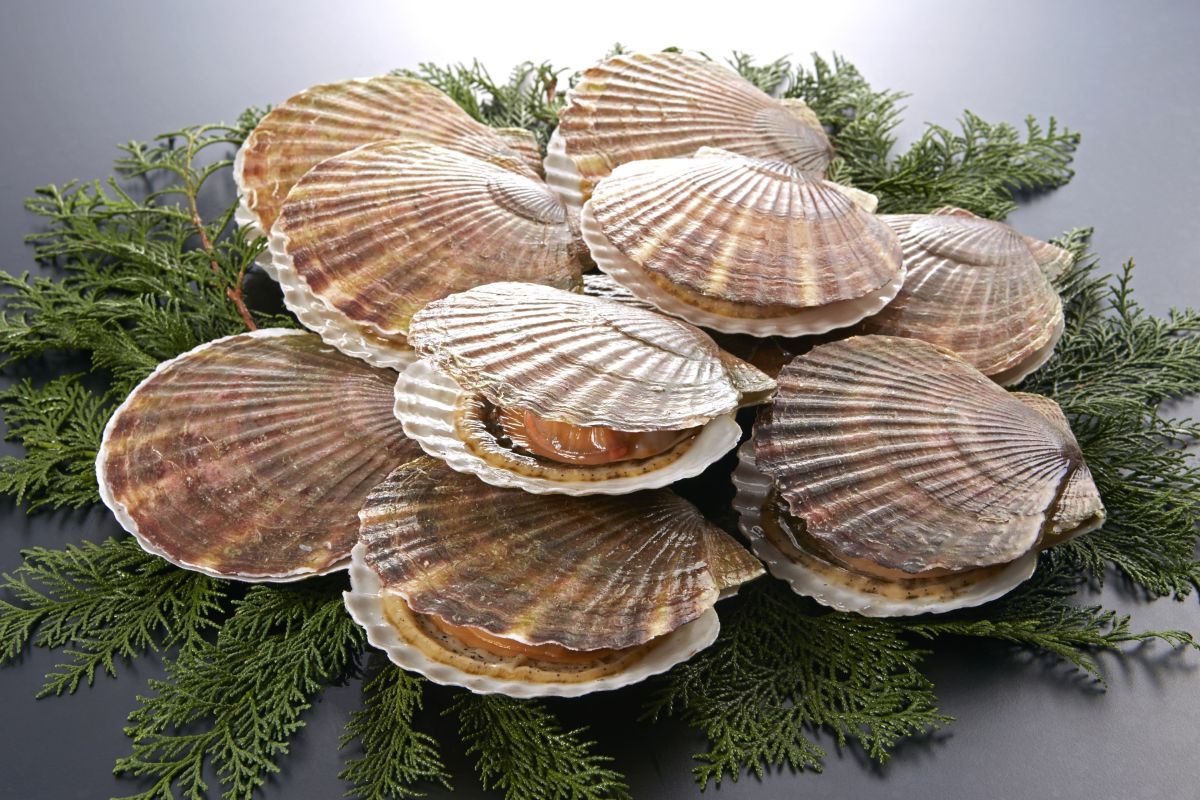 scallop