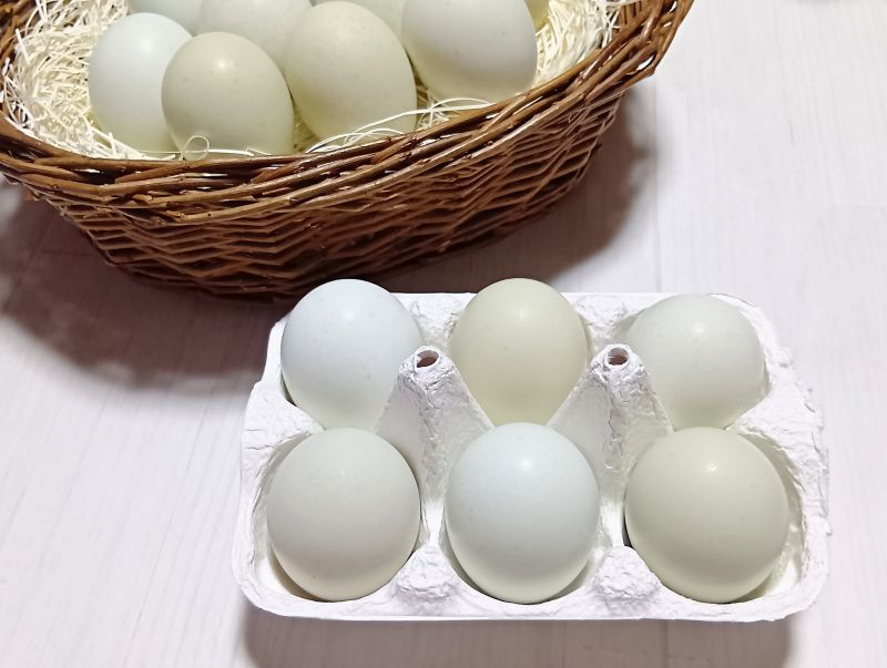 卵２