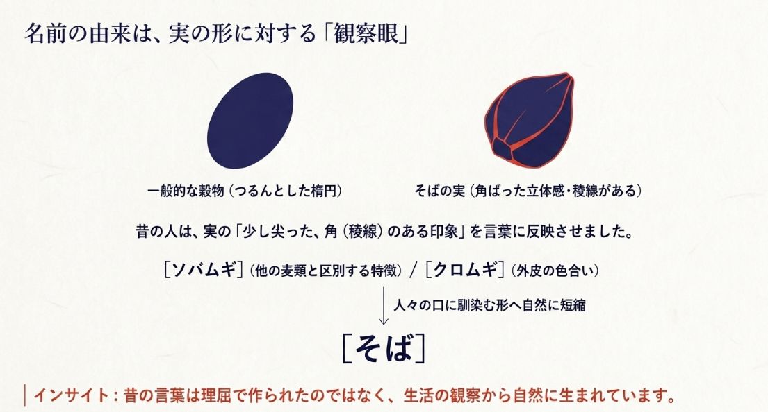楕円形の一般的な穀物と、角（稜線）のあるそばの実をイラストで比較。その特徴的な形が「ソバムギ（角のある麦）」の語源になったことを示す図解。