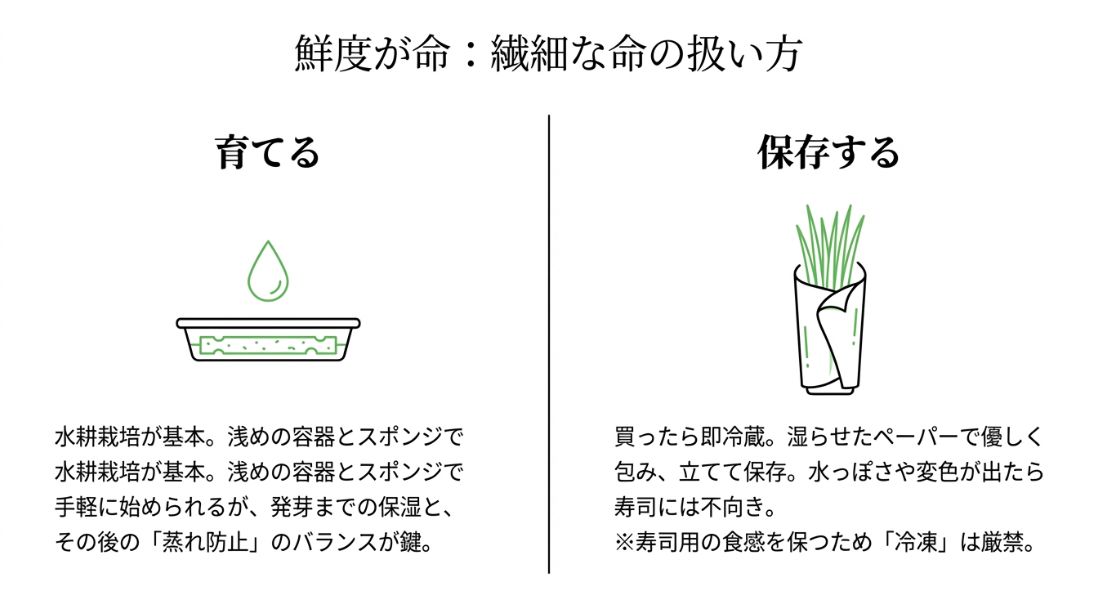 水耕栽培のポイント（保湿と蒸れ防止）と、冷蔵保存時の「湿らせたペーパーで包み立てて保存」するコツの解説 。