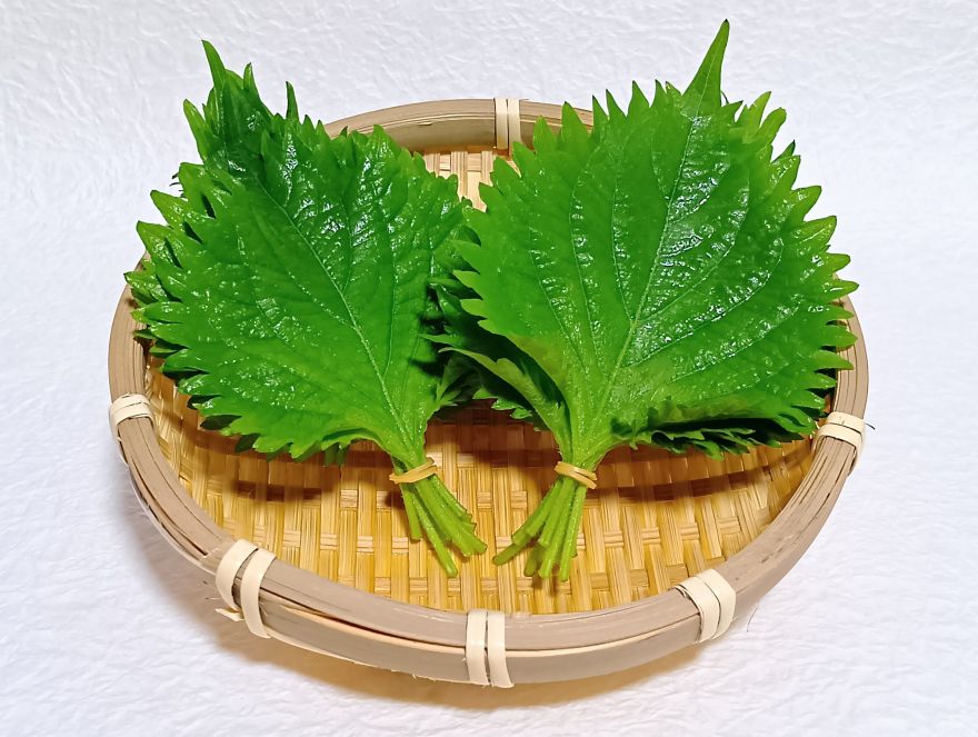 大葉