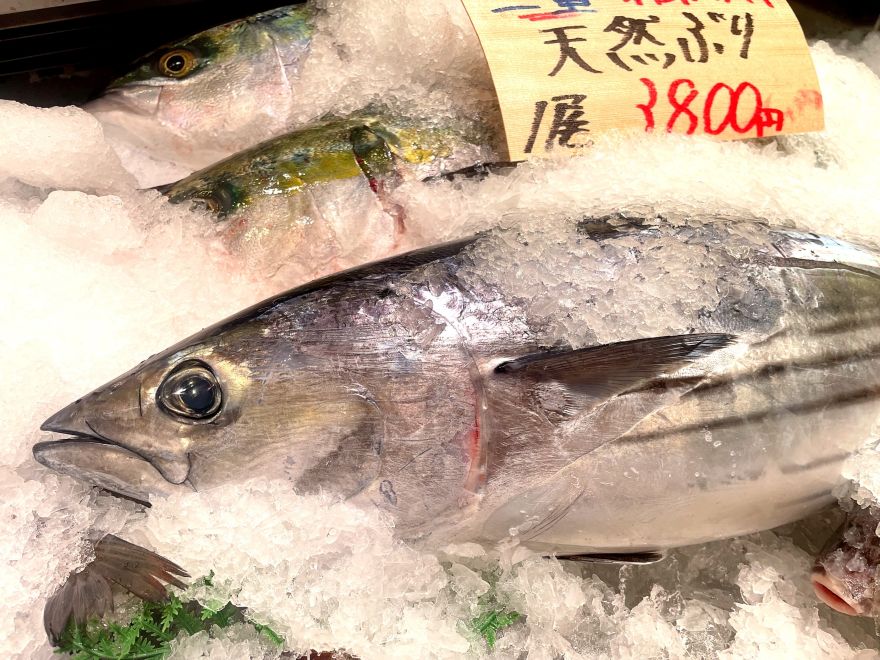 天然ブリ